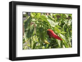 Macedonia, Ohrid and Lake Ohrid, Small Peppers Growing in Garden-Emily Wilson-Framed Photographic Print