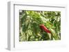 Macedonia, Ohrid and Lake Ohrid, Small Peppers Growing in Garden-Emily Wilson-Framed Photographic Print