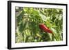 Macedonia, Ohrid and Lake Ohrid, Small Peppers Growing in Garden-Emily Wilson-Framed Photographic Print