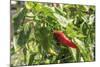 Macedonia, Ohrid and Lake Ohrid, Small Peppers Growing in Garden-Emily Wilson-Mounted Photographic Print