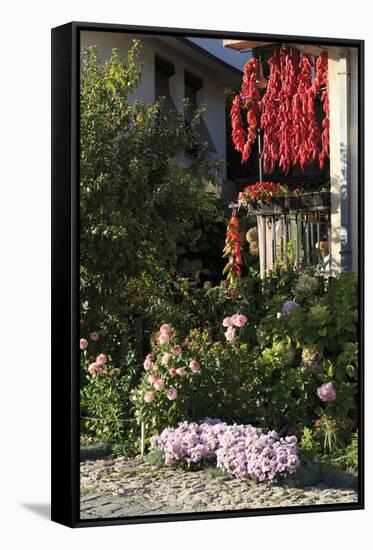 Macedonia, Ohrid, Peppers Hanging to Dry-Emily Wilson-Framed Stretched Canvas