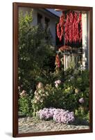 Macedonia, Ohrid, Peppers Hanging to Dry-Emily Wilson-Framed Photographic Print