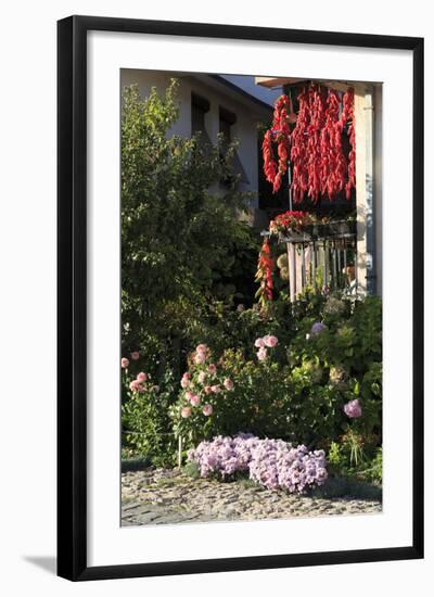 Macedonia, Ohrid, Peppers Hanging to Dry-Emily Wilson-Framed Photographic Print