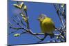 Macgillivray's Warbler (Geothlypis Tolmiei) Perched-Ken Archer-Mounted Photographic Print