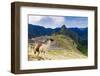 Machu Picchu,  with llama in front of the ruined city of the Incas with Mount Huayana Picchu-G&M Therin-Weise-Framed Photographic Print