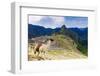 Machu Picchu,  with llama in front of the ruined city of the Incas with Mount Huayana Picchu-G&M Therin-Weise-Framed Photographic Print