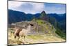 Machu Picchu,  with llama in front of the ruined city of the Incas with Mount Huayana Picchu-G&M Therin-Weise-Mounted Photographic Print