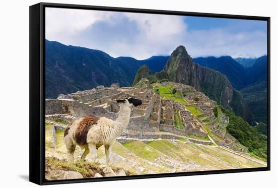 Machu Picchu,  with llama in front of the ruined city of the Incas with Mount Huayana Picchu-G&M Therin-Weise-Framed Stretched Canvas