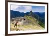 Machu Picchu,  with llama in front of the ruined city of the Incas with Mount Huayana Picchu-G&M Therin-Weise-Framed Photographic Print