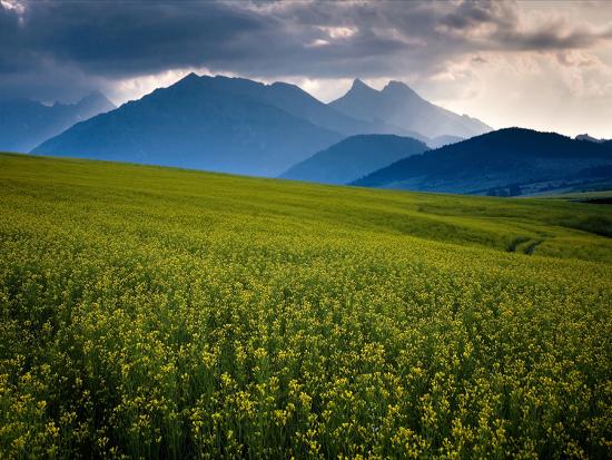 Premium Photographic Print, , large