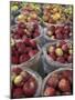 Macintosh Apples in Baskets, New York State, USA-Adam Jones-Mounted Photographic Print