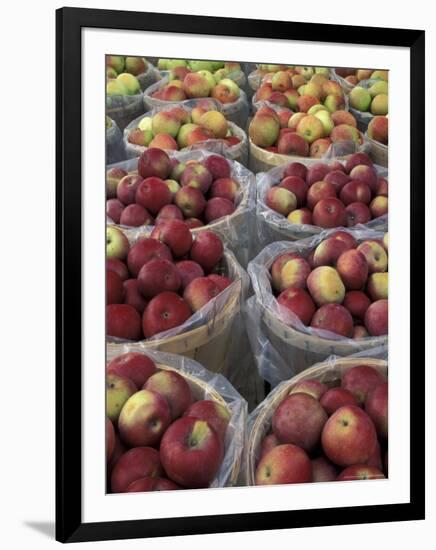 Macintosh Apples in Baskets, New York State, USA-Adam Jones-Framed Photographic Print