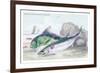 Mackarel and Ray's Bream-Robert Hamilton-Framed Art Print