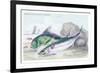 Mackarel and Ray's Bream-Robert Hamilton-Framed Art Print