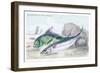 Mackarel and Ray's Bream-Robert Hamilton-Framed Art Print