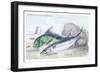 Mackarel and Ray's Bream-Robert Hamilton-Framed Art Print