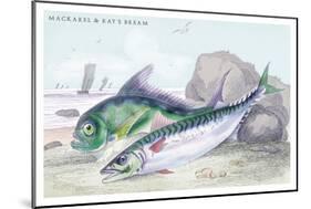 Mackarel and Ray's Bream-Robert Hamilton-Mounted Art Print