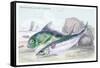 Mackarel and Ray's Bream-Robert Hamilton-Framed Stretched Canvas