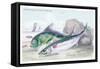 Mackarel and Ray's Bream-Robert Hamilton-Framed Stretched Canvas