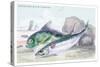 Mackarel and Ray's Bream-Robert Hamilton-Stretched Canvas