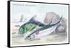 Mackarel and Ray's Bream-Robert Hamilton-Framed Stretched Canvas