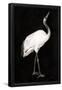 Essential Black