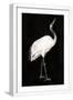 White Frame