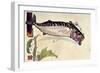 Mackerel, 1900-Edward Detmold-Framed Giclee Print