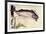 Mackerel, 1900-Edward Detmold-Framed Giclee Print