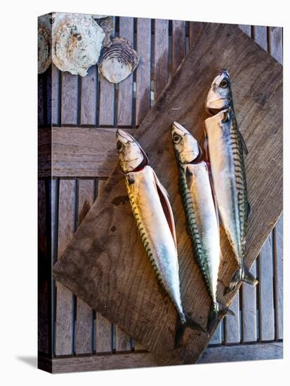 Mackerel Fish, Grebbestad, Bohuslan Region, West Coast, Sweden, Scandinavia, Europe-Yadid Levy-Stretched Canvas