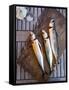 Mackerel Fish, Grebbestad, Bohuslan Region, West Coast, Sweden, Scandinavia, Europe-Yadid Levy-Framed Stretched Canvas