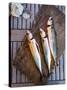 Mackerel Fish, Grebbestad, Bohuslan Region, West Coast, Sweden, Scandinavia, Europe-Yadid Levy-Stretched Canvas