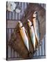 Mackerel Fish, Grebbestad, Bohuslan Region, West Coast, Sweden, Scandinavia, Europe-Yadid Levy-Stretched Canvas