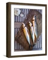 Mackerel Fish, Grebbestad, Bohuslan Region, West Coast, Sweden, Scandinavia, Europe-Yadid Levy-Framed Photographic Print