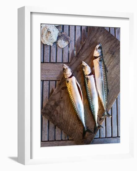 Mackerel Fish, Grebbestad, Bohuslan Region, West Coast, Sweden, Scandinavia, Europe-Yadid Levy-Framed Photographic Print