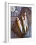 Mackerel Fish, Grebbestad, Bohuslan Region, West Coast, Sweden, Scandinavia, Europe-Yadid Levy-Framed Photographic Print