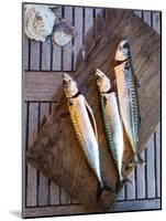 Mackerel Fish, Grebbestad, Bohuslan Region, West Coast, Sweden, Scandinavia, Europe-Yadid Levy-Mounted Photographic Print