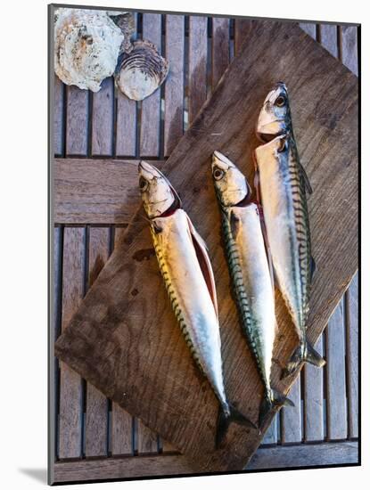 Mackerel Fish, Grebbestad, Bohuslan Region, West Coast, Sweden, Scandinavia, Europe-Yadid Levy-Mounted Photographic Print