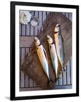 Mackerel Fish, Grebbestad, Bohuslan Region, West Coast, Sweden, Scandinavia, Europe-Yadid Levy-Framed Photographic Print