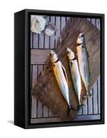 Mackerel Fish, Grebbestad, Bohuslan Region, West Coast, Sweden, Scandinavia, Europe-Yadid Levy-Framed Stretched Canvas