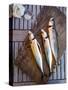 Mackerel Fish, Grebbestad, Bohuslan Region, West Coast, Sweden, Scandinavia, Europe-Yadid Levy-Stretched Canvas