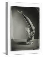 Mackerel in a Water Glass-Dave King-Stretched Canvas