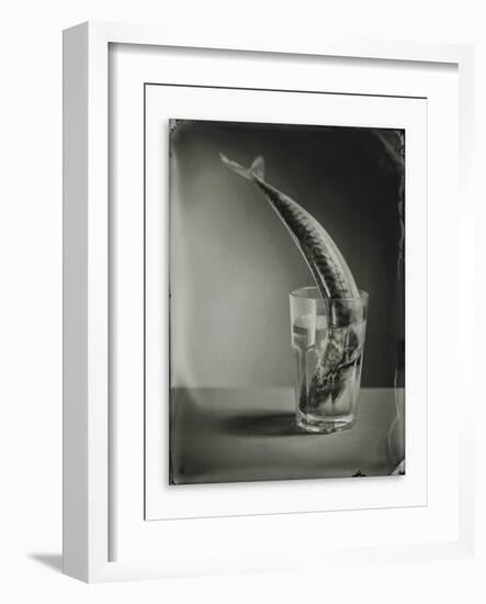 Mackerel in a Water Glass-Dave King-Framed Photographic Print