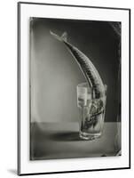 Mackerel in a Water Glass-Dave King-Mounted Photographic Print