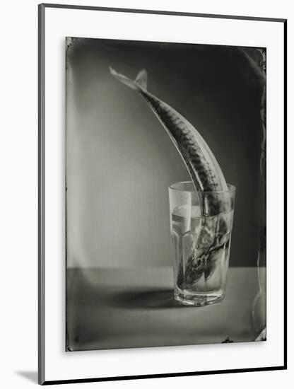 Mackerel in a Water Glass-Dave King-Mounted Photographic Print