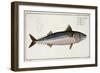 Mackerel Plate Liv from "Ichthyologie, Ou Histoire Naturelle Generale Et Particuliere Des Poissons"-Andreas-ludwig Kruger-Framed Giclee Print