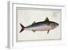 Mackerel Plate Liv from "Ichthyologie, Ou Histoire Naturelle Generale Et Particuliere Des Poissons"-Andreas-ludwig Kruger-Framed Giclee Print