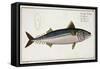 Mackerel Plate Liv from "Ichthyologie, Ou Histoire Naturelle Generale Et Particuliere Des Poissons"-Andreas-ludwig Kruger-Framed Stretched Canvas