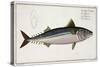 Mackerel Plate Liv from "Ichthyologie, Ou Histoire Naturelle Generale Et Particuliere Des Poissons"-Andreas-ludwig Kruger-Stretched Canvas