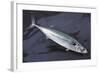 Mackerel, Scomber Scombrus, Dead, Catch-Newly, Animal-Carl-Werner Schmidt-Luchs-Framed Photographic Print